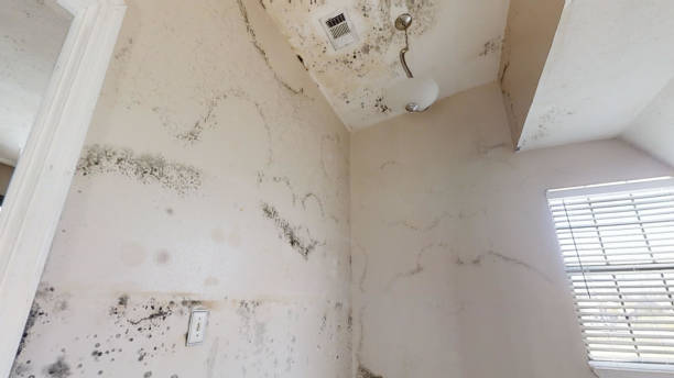 Best Mold Remediation for Healthcare Facilities  in Hermantown, MN