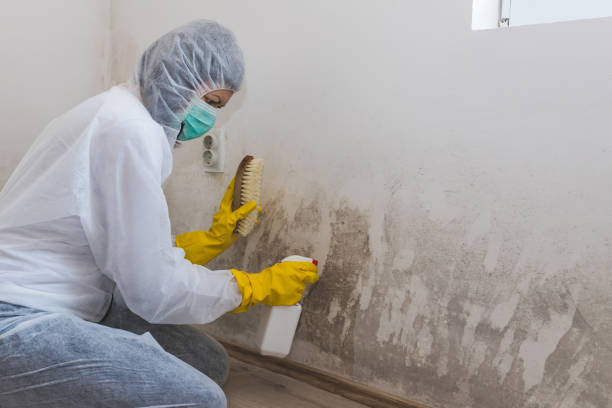 Best Real Estate Mold Inspection  in Hermantown, MN