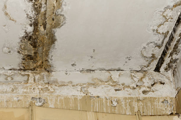 Best Basement Mold Removal  in Hermantown, MN