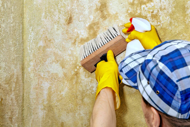 Best Black Mold Removal  in Hermantown, MN