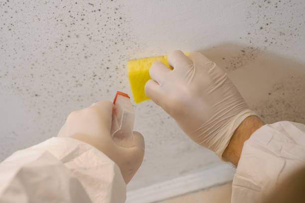 Best Industrial Mold Remediation  in Hermantown, MN