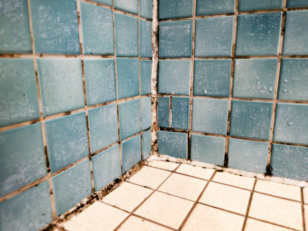 Best Forensic Mold Investigation  in Hermantown, MN