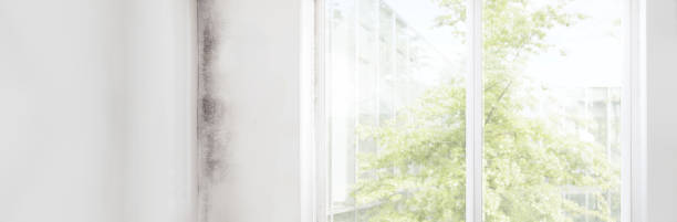  Hermantown, MN Mold Removal Pros