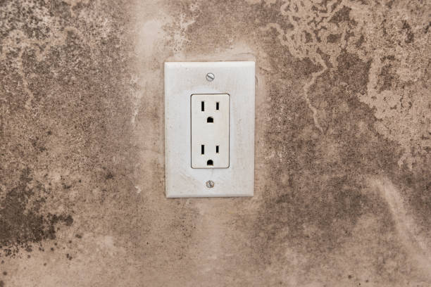 Professional Mold Removal in Hermantown, MN