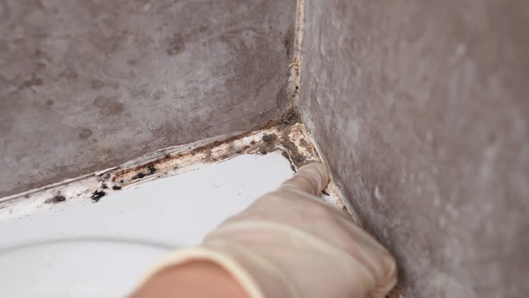 Best Post-Construction Mold Inspection  in Hermantown, MN